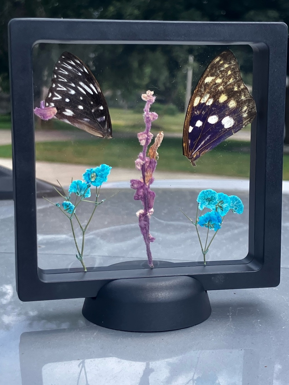 Real butterfly and botanicals dark fairy / oddities / botanical specimen display